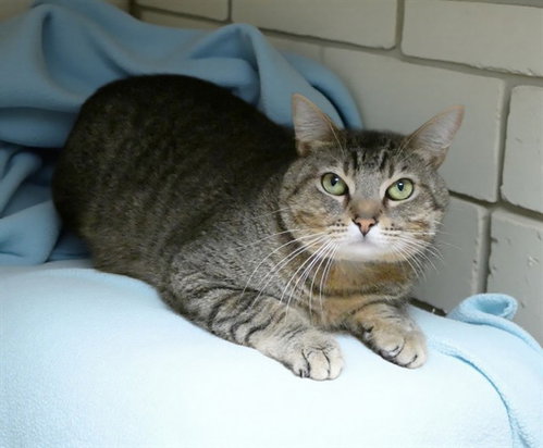 ROCKET, Adult Domestic Short Hair (medium coat), cat for adoption in Montclair, California