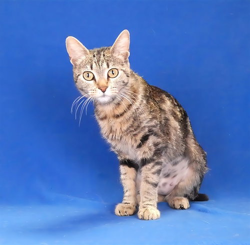 CROUTON, Young Domestic Short Hair (medium coat), cat for adoption in Montclair, California