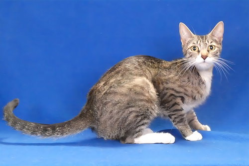 PIPPI, Adult Domestic Short Hair (medium coat), cat for adoption in Montclair, California