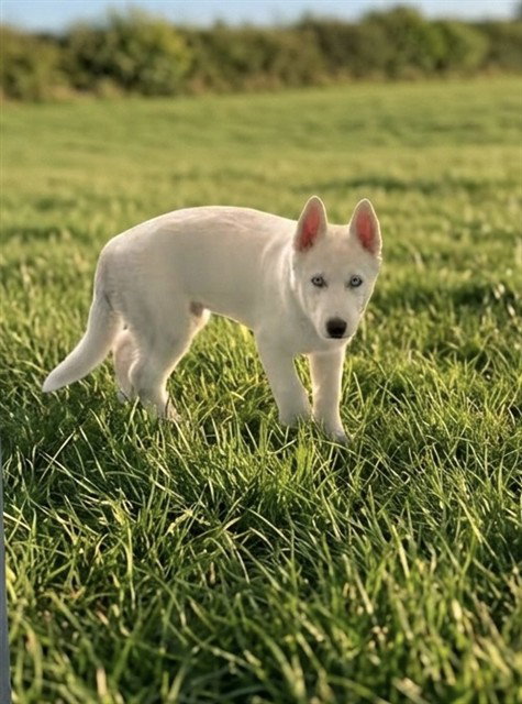FINN