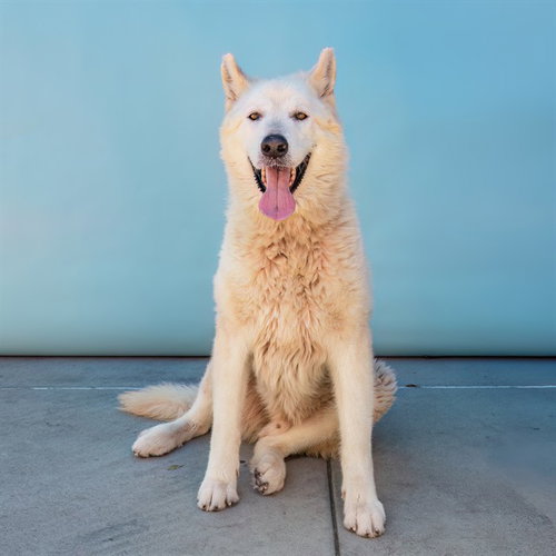 ARCTIC, an adoptable Alaskan Malamute in Baldwin Park, CA