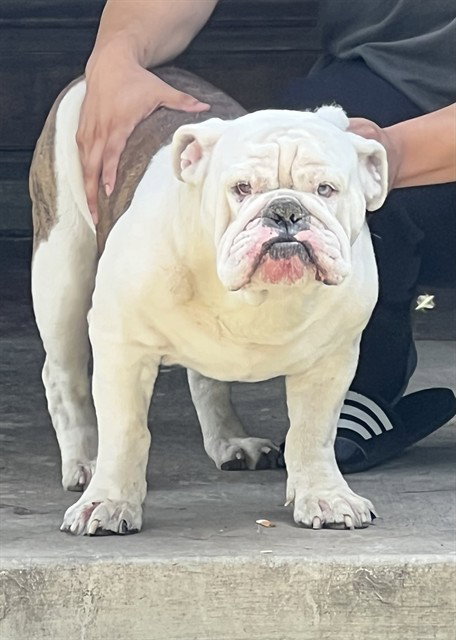 SAM