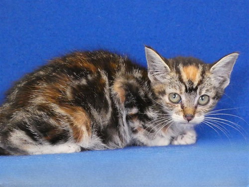 HEIDI, Baby Domestic Short Hair (medium coat), cat for adoption in Montclair, California