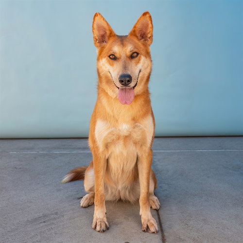 GINGER, an adoptable German Shepherd Dog in Baldwin Park, CA