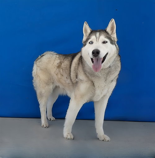 KIRA, an adoptable Siberian Husky in Baldwin Park, CA