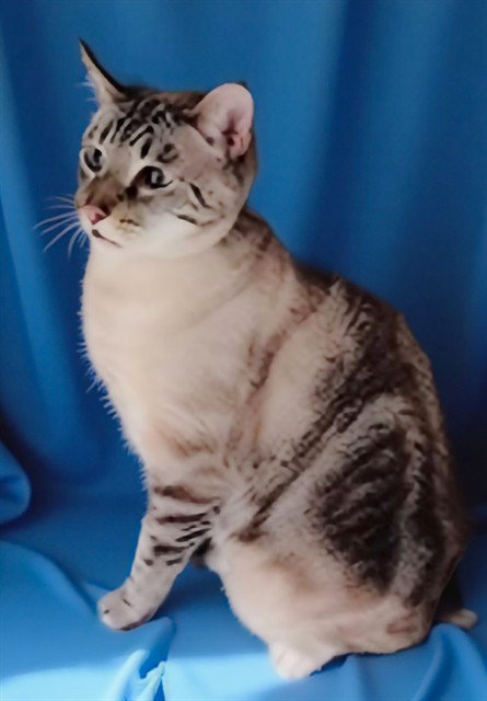 SUEDE, Young Domestic Short Hair / Mixed (medium coat), cat for adoption in Montclair, California