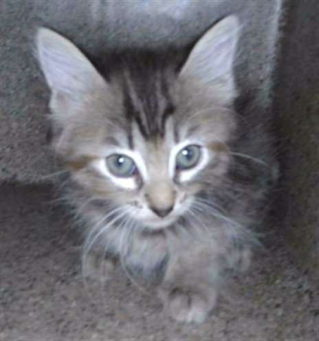 DELILAH