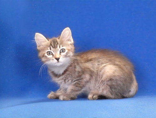 DELILAH, Baby Domestic Medium Hair (medium coat), cat for adoption in Montclair, California