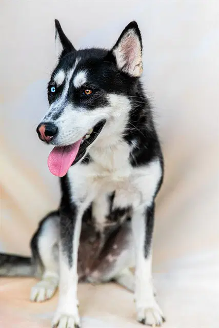 Luna - Siberian Husky