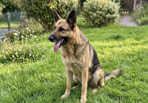 ODIN