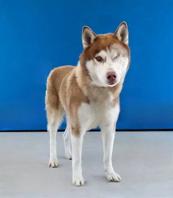 Atlas - Husky
