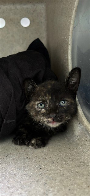 A5780126, Baby Domestic Short Hair (medium coat), cat for adoption in Hawthorne, California