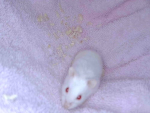 Hamster#2