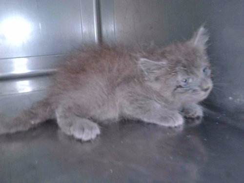 ZEE, an adoptable Domestic Long Hair in Baldwin Park, CA