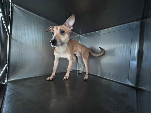HOMALI, an adoptable Chihuahua in Baldwin Park, CA