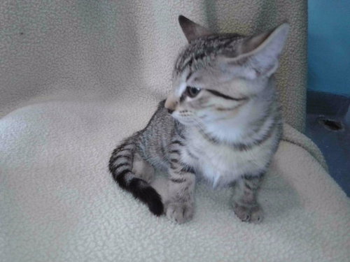 VELVET, an adoptable Domestic Short Hair in Baldwin Park, CA