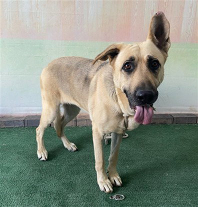 QUINN, an adoptable German Shepherd Dog in Baldwin Park, CA