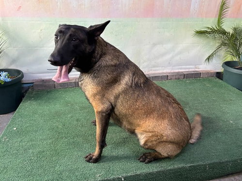 SASHA, an adoptable Belgian Shepherd Malinois in Baldwin Park, CA