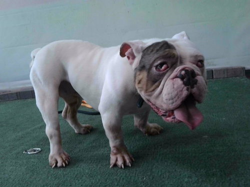 A5785493, an adoptable Bulldog in Baldwin Park, CA