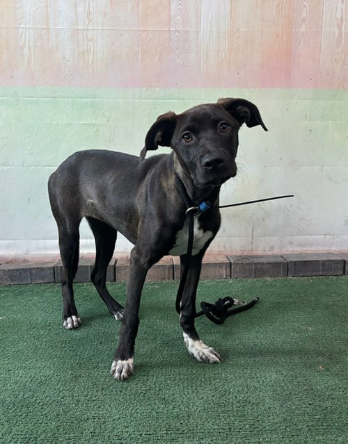 LUNA, an adoptable Catahoula Leopard Dog in Baldwin Park, CA