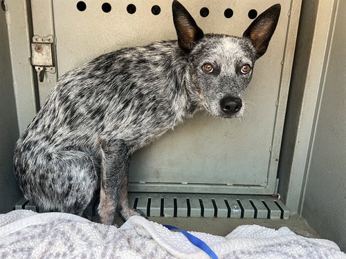 ONEILL, an adoptable Australian Cattle Dog in Baldwin Park, CA