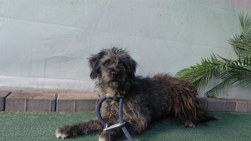 RYE, an adoptable Poodle in Baldwin Park, CA