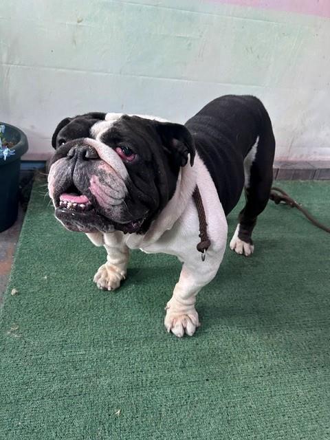 Oso