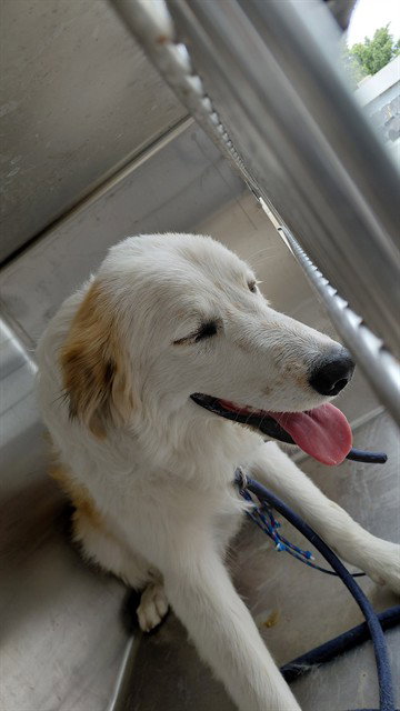 Harvey