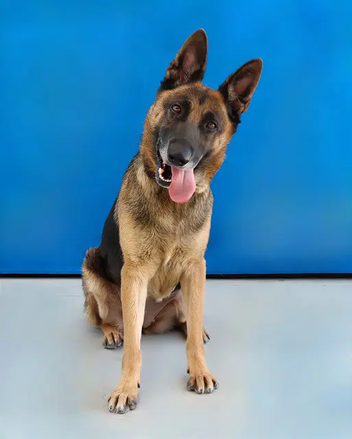 Lady - German Shepherd Dog