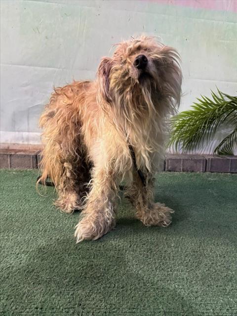 WINSON, an adoptable Maltese in Baldwin Park, CA