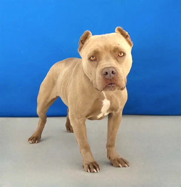 Luna - Pit Bull Terrier