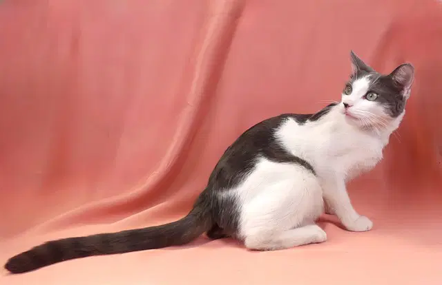 Unknown - Domestic Short Hair