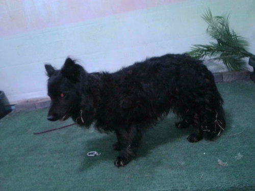 VAL, an adoptable Flat-coated Retriever in Baldwin Park, CA