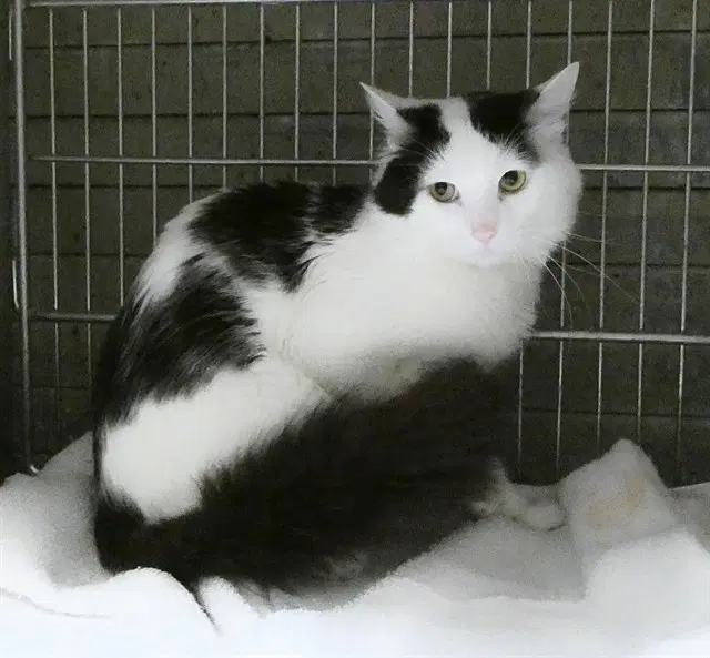 Unknown - Domestic Short Hair