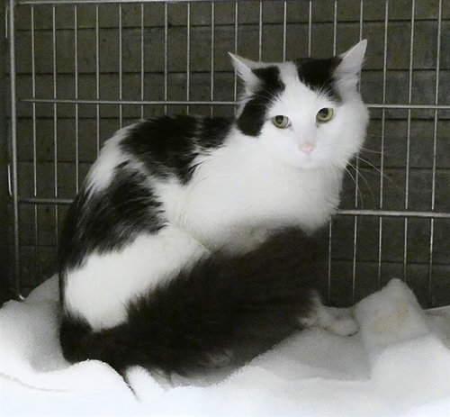 picture of the cat needing adoption