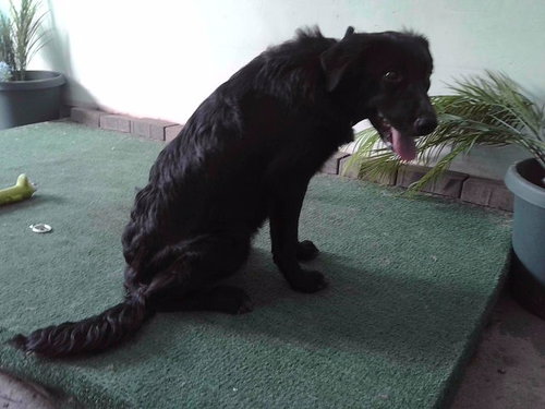 CHISPA HERNBRA, an adoptable Flat-coated Retriever in Baldwin Park, CA