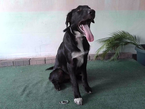 MANGAS BARON, an adoptable Flat-coated Retriever in Baldwin Park, CA