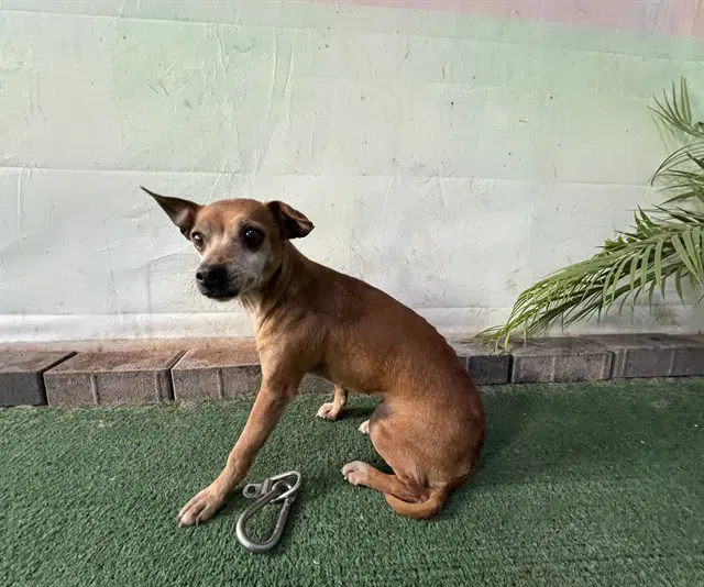 Amanda - Chihuahua