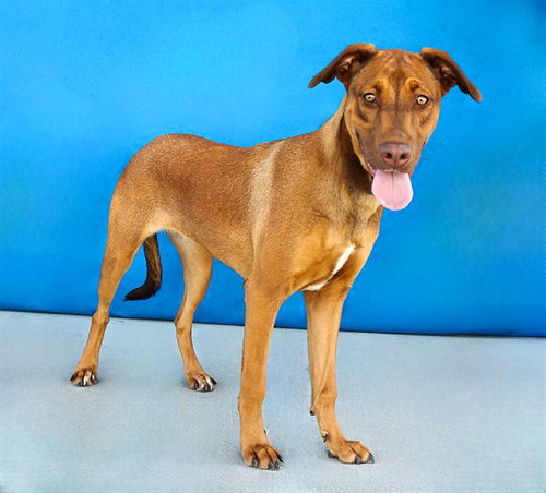 picture of the dog needing adoption