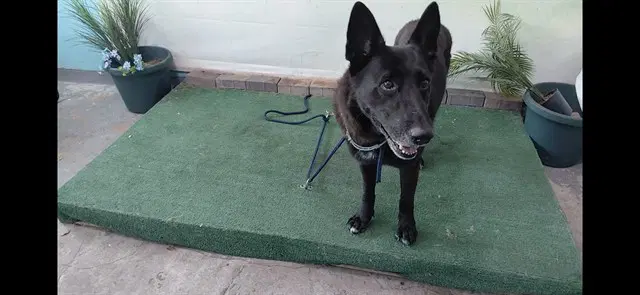 Nate - German Shepherd Dog