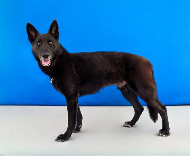 Nate - German Shepherd Dog