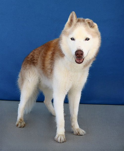 picture of the dog needing adoption
