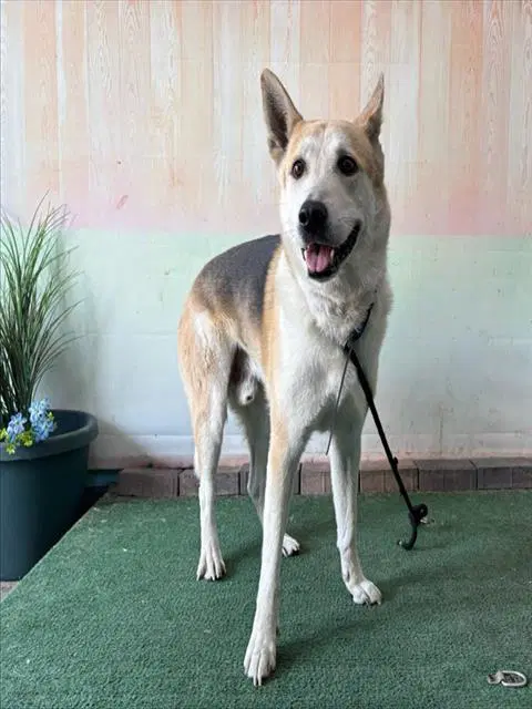 Max - German Shepherd Dog