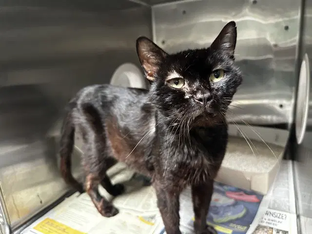 Unknown - Domestic Short Hair
