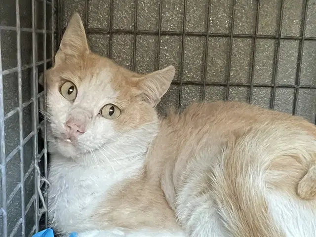 Unknown - Domestic Short Hair