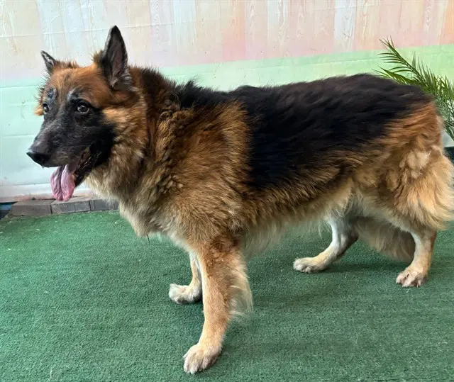King - German Shepherd Dog