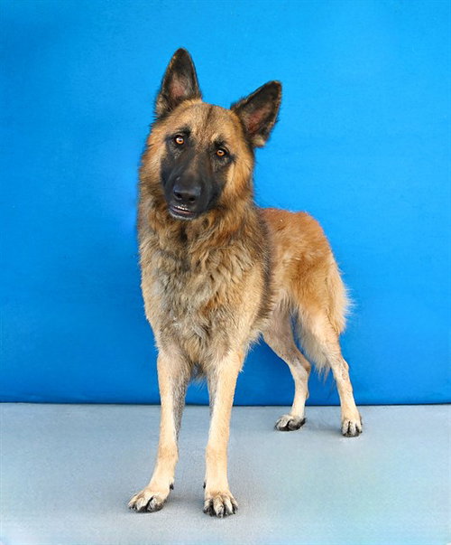 picture of the dog needing adoption