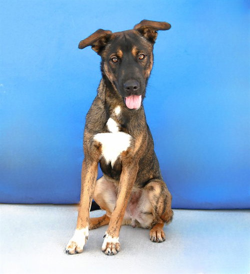 BEAR, a dog for adoption from Los Angeles County Animal Control - Baldwin Park