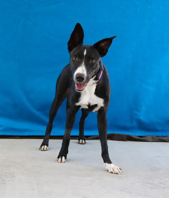June - Australian Kelpie