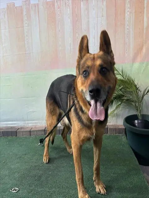 Maximus - German Shepherd Dog